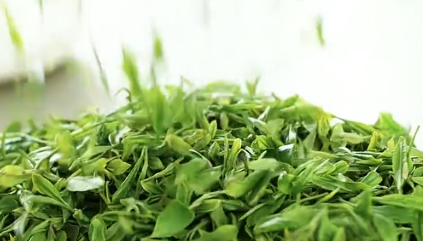 綠揚(yáng)春茶
